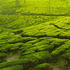 Munnar Monsoon Tour