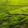Affordable Munnar Tour Packages